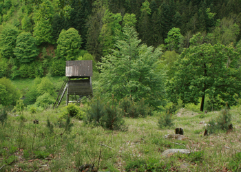 Sukzessions- & Pionierwälder - © Emanuel Trummer